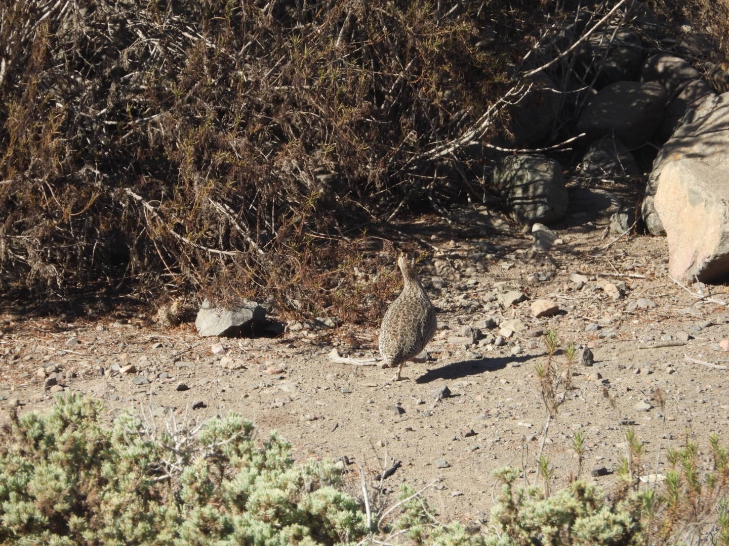 Chilean Tinamou (Nothoprocta perdicaria), photo 4