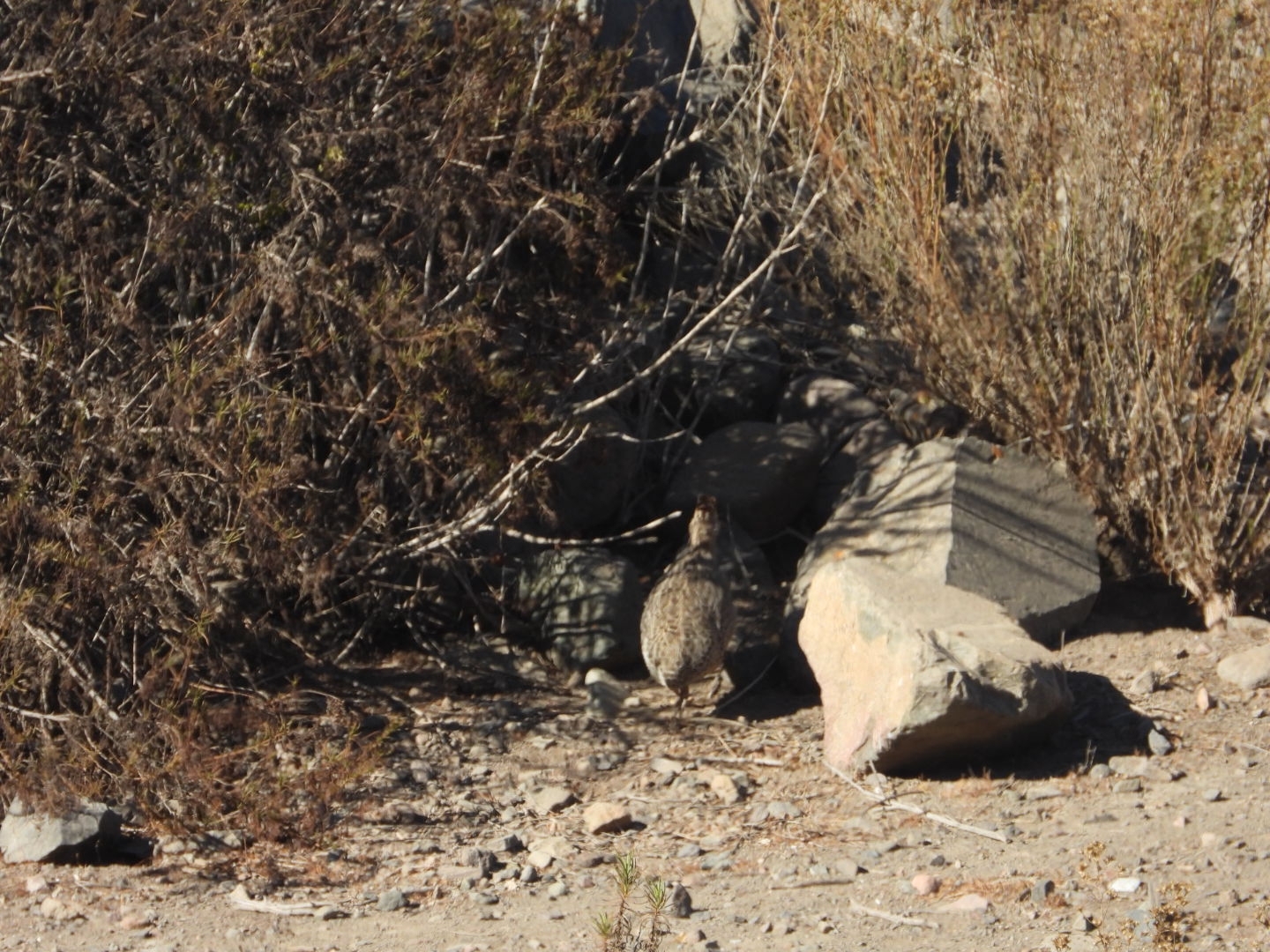 Chilean Tinamou (Nothoprocta perdicaria), photo 5