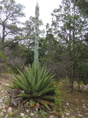Agave gentryi