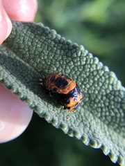 Harmonia axyridis
