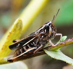 Chorthippus apicalis