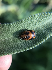 Harmonia axyridis