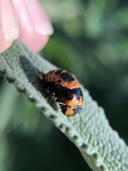 Harmonia axyridis