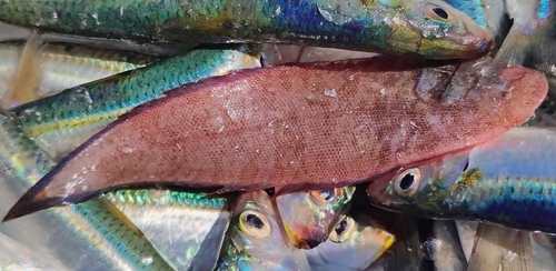 Cynoglossus macrostomus observed 2025-11-20