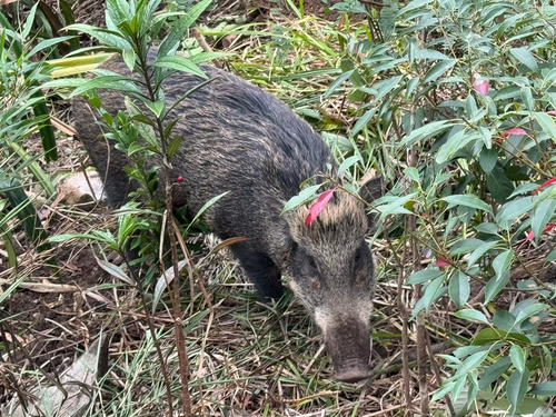 Ussuri Boar