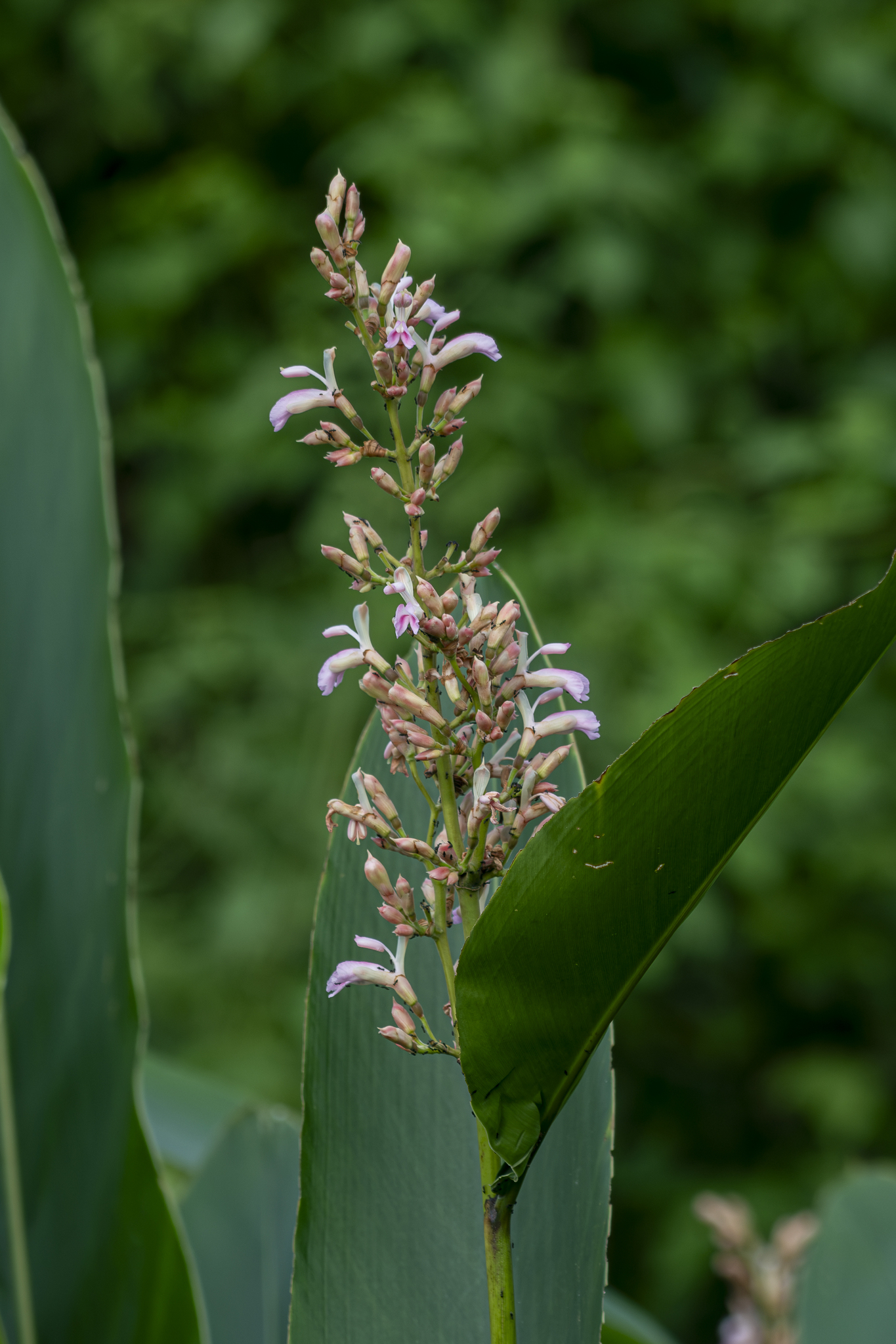 Alpinia nigra (Gaertn.) Burtt 4