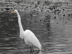 Ardea alba
