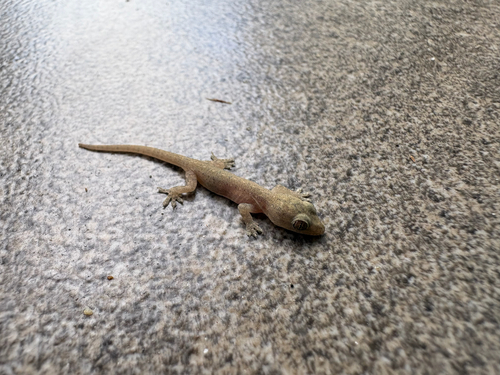 Asian House Gecko