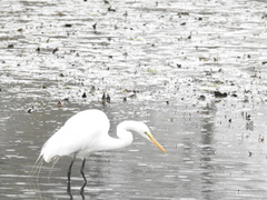 Ardea alba