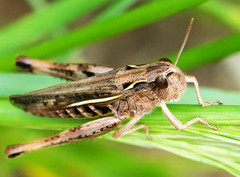 Chorthippus apicalis