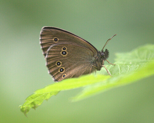 Ringlet