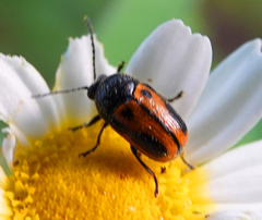 Cryptocephalus rugicollis