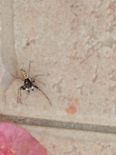 Half-edged Wall Jumping Spider