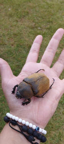 Anubis Beetle