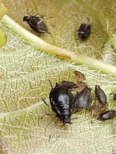 Black Cherry Aphid