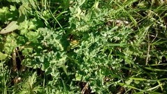 Cirsium arvense