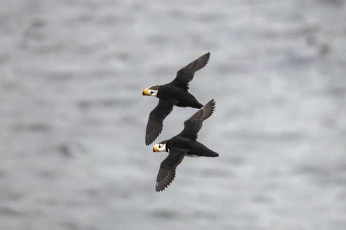 Horned Puffin (Fratercula corniculata), photo 6