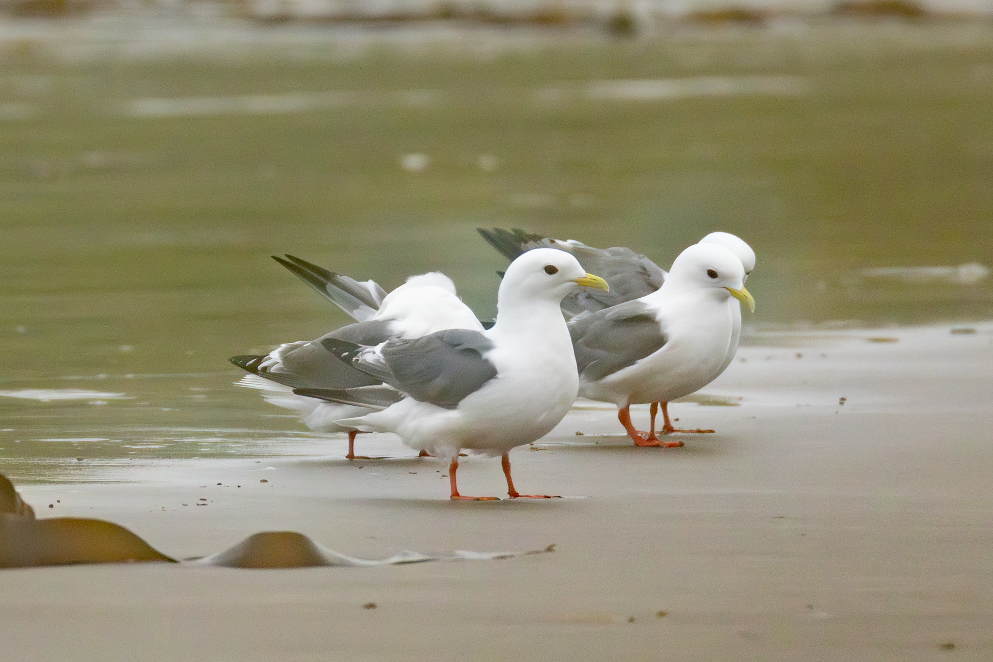 Red-legged Kittiwake (Rissa brevirostris), photo 8