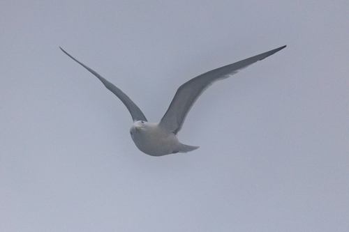 Red-legged Kittiwake (Rissa brevirostris), photo 4