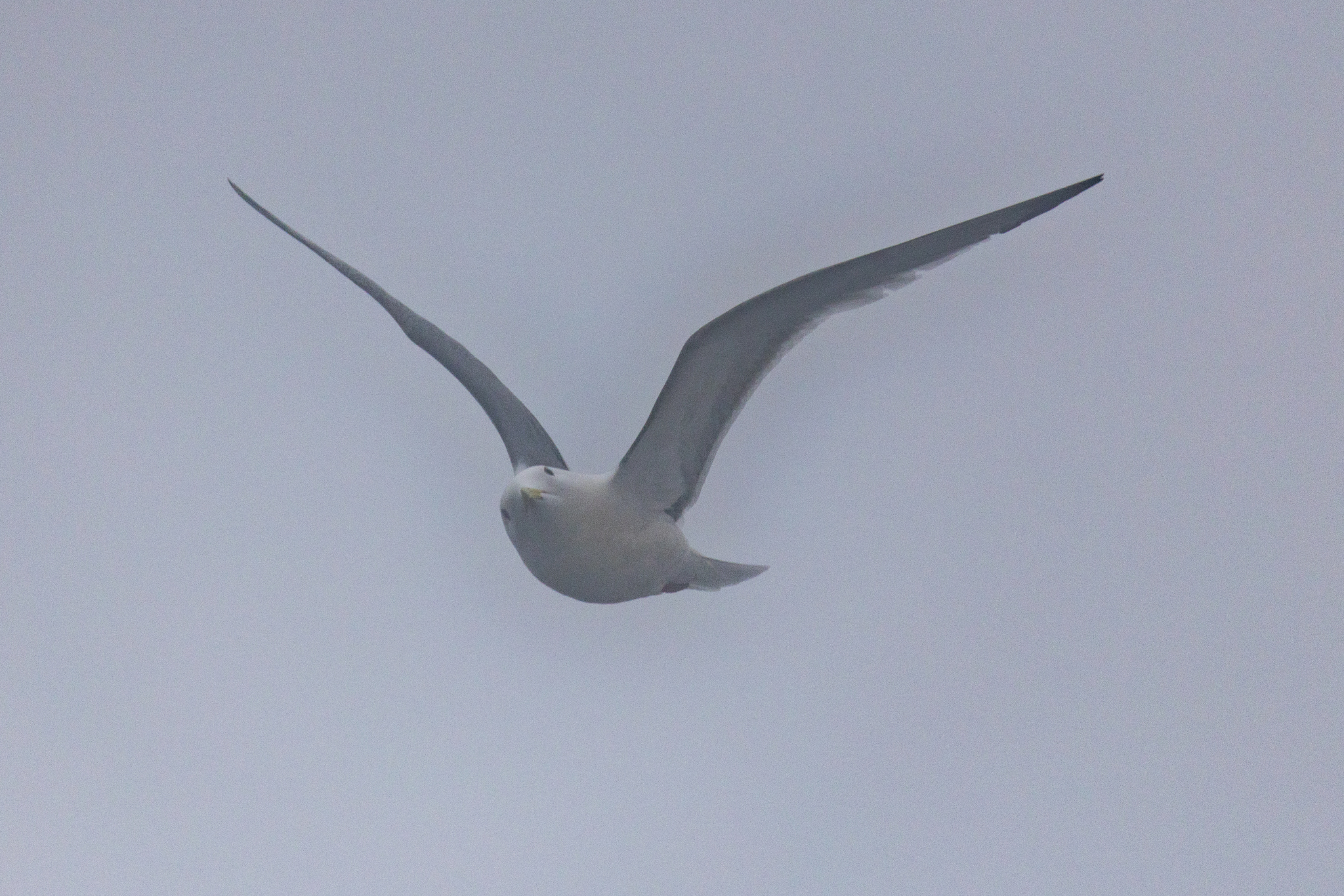 Red-legged Kittiwake (Rissa brevirostris), photo 7