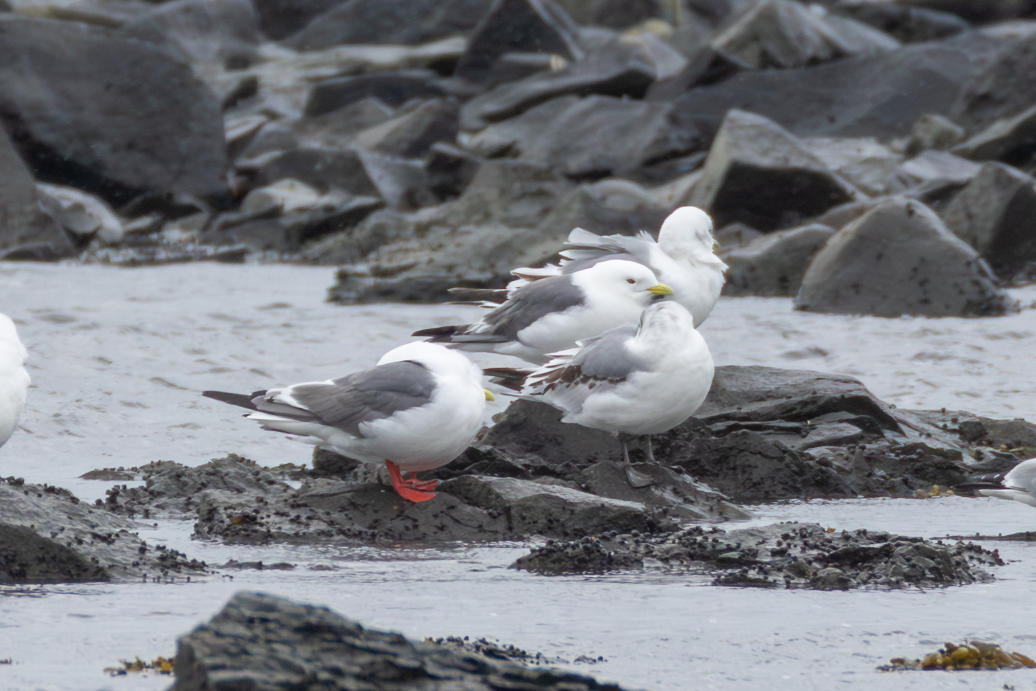 Red-legged Kittiwake (Rissa brevirostris), photo 6