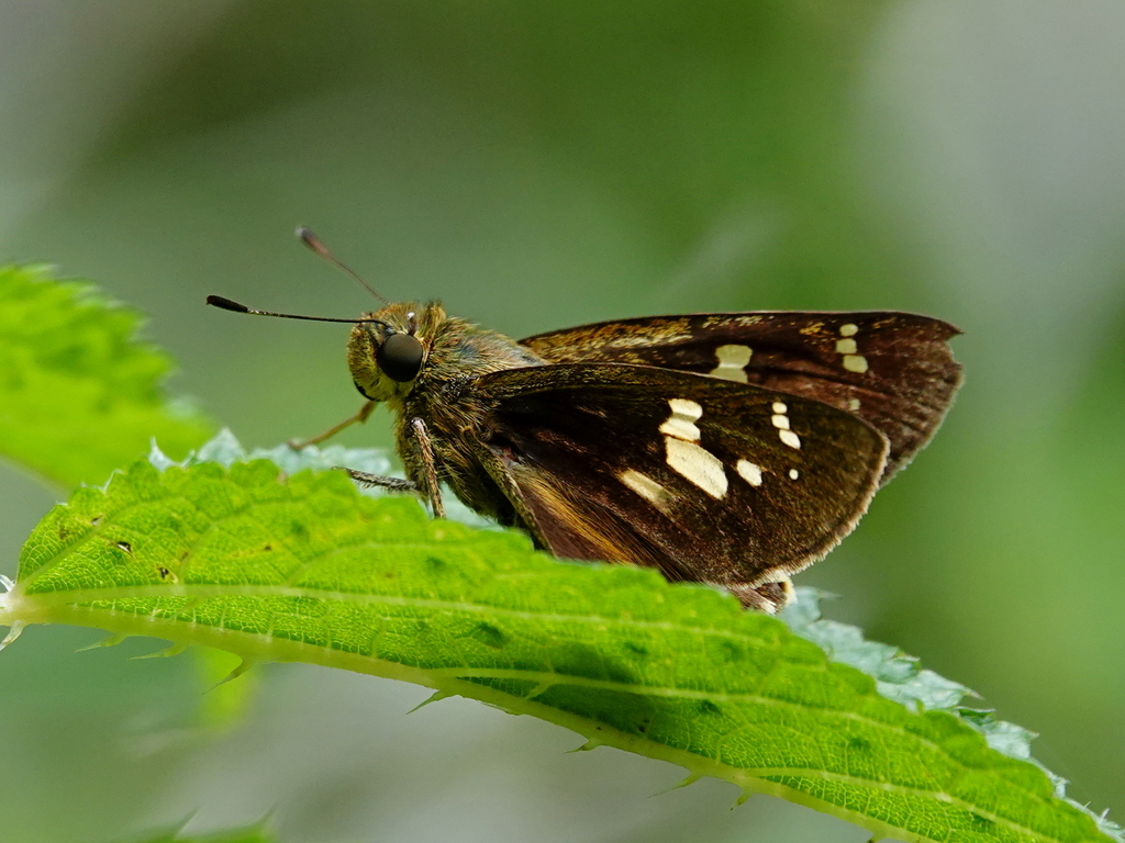 Polytremis eltola