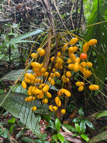 Synechanthus warscewiczianus, 2026-06-23