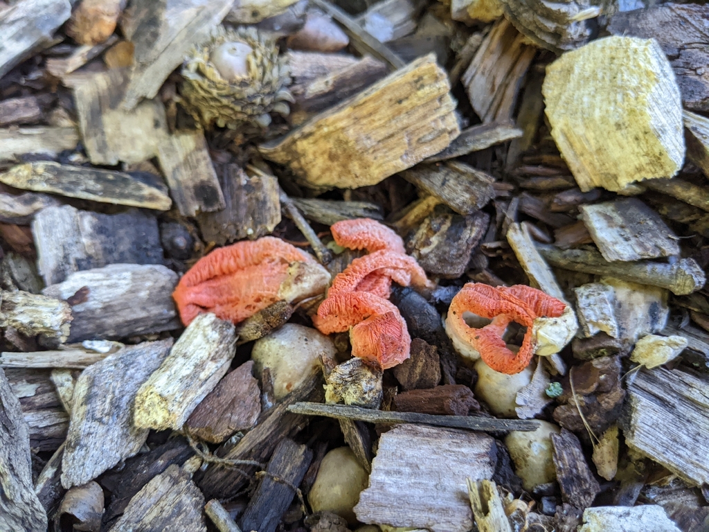 stinky squid · June 2026 · photo: Photo: (c) Maria Aghazarian, some rights reserved (CC BY) · iNaturalist