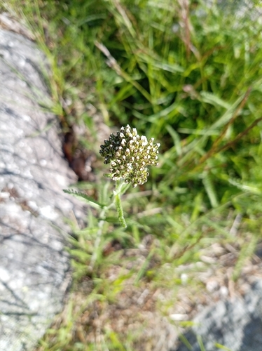 common yarrow