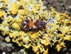 Scolopostethus pacificus