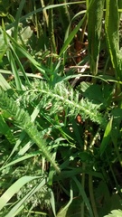 Achillea millefolium
