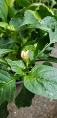 Capsicum annuum annuum