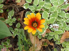 Gazania × splendens