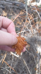 Physocarpus monogynus