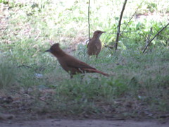 Pseudoseisura lophotes