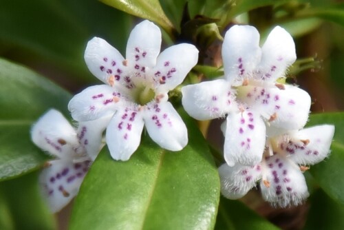 Myoporum obscurum observed 2024-04-16