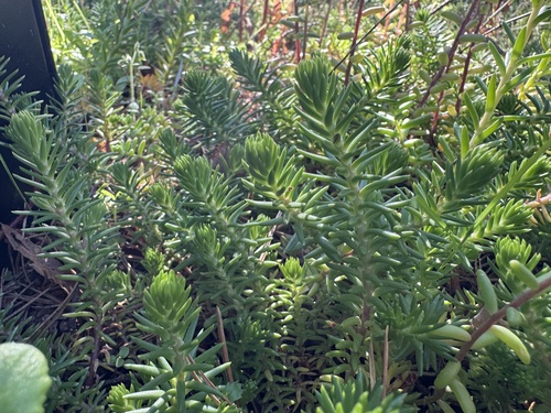 Reflexed Stonecrop
