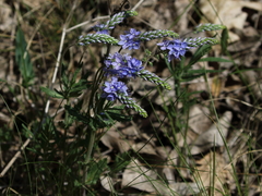 Veronica austriaca