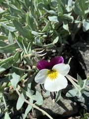 Viola hallii