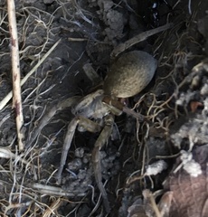 Trochosa terricola