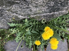 Taraxacum officinale