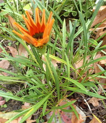 Gazania × splendens