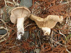 Rhodocybe piperita
