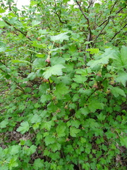 Ribes uva-crispa