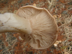 Rhodocybe piperita