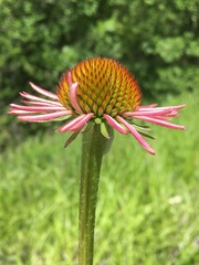 Echinacea atrorubens