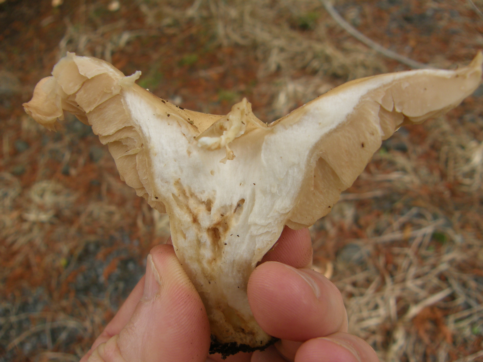 Clitopilus piperitus image