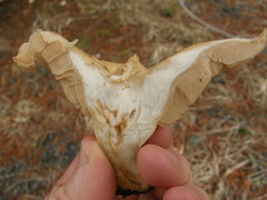 Rhodocybe piperita