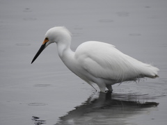 Egretta thula