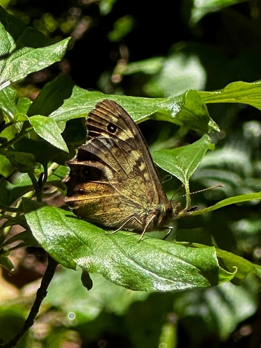 Speckled Wood